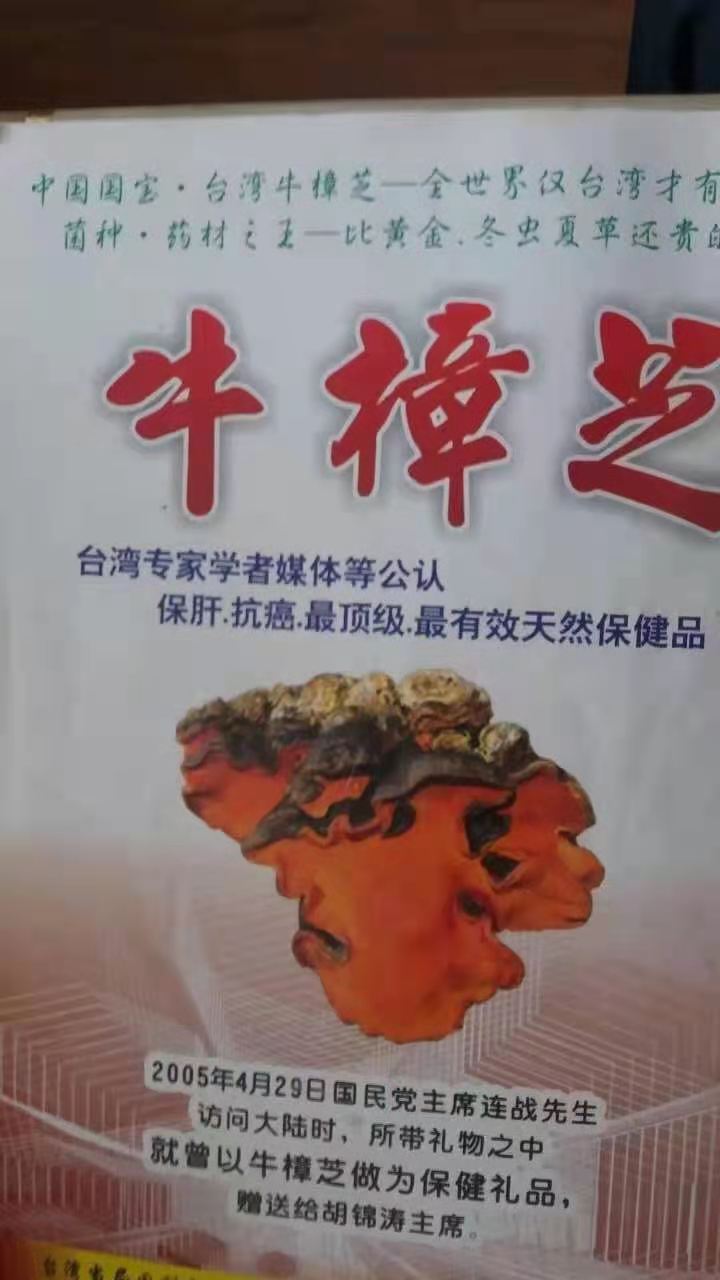 	台湾牛樟芝
