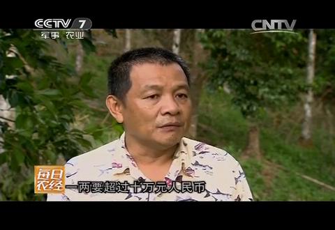 中央电视台采访台湾牛樟芝，每日农经